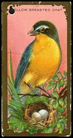 24 Yellow-Breasted Chat